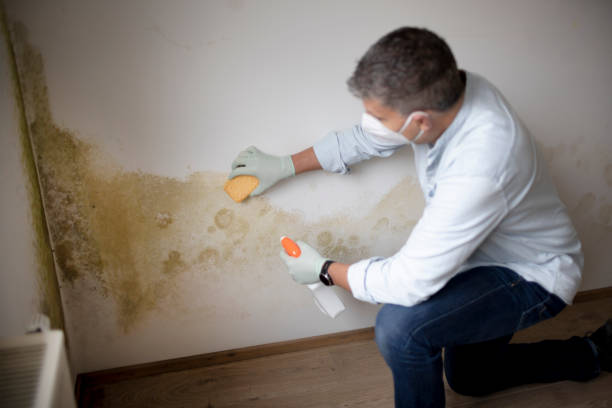 Best Mold Odor Removal Services  in Boonton, NJ