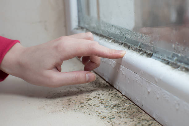 Best Biohazard Mold Removal  in Boonton, NJ